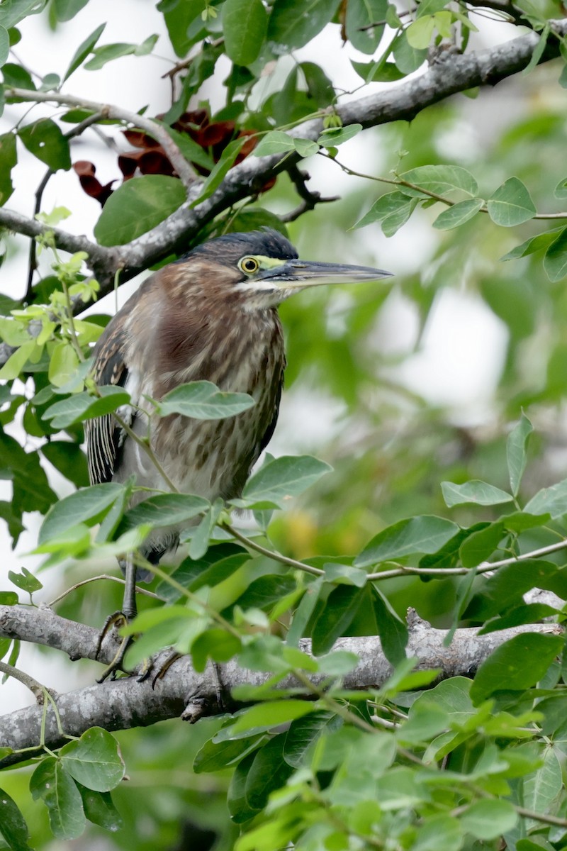 Green Heron - ML628963865