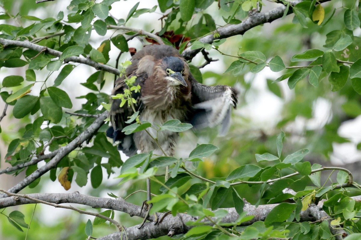 Green Heron - ML628963866