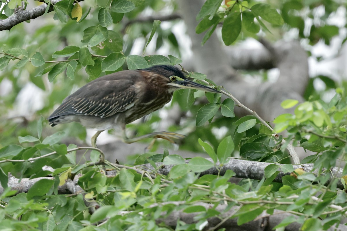 Green Heron - ML628963867