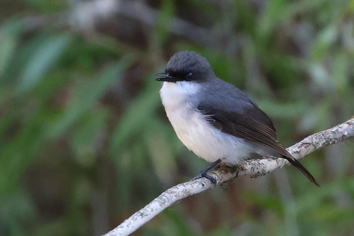 Mangrove Robin - ML628963974