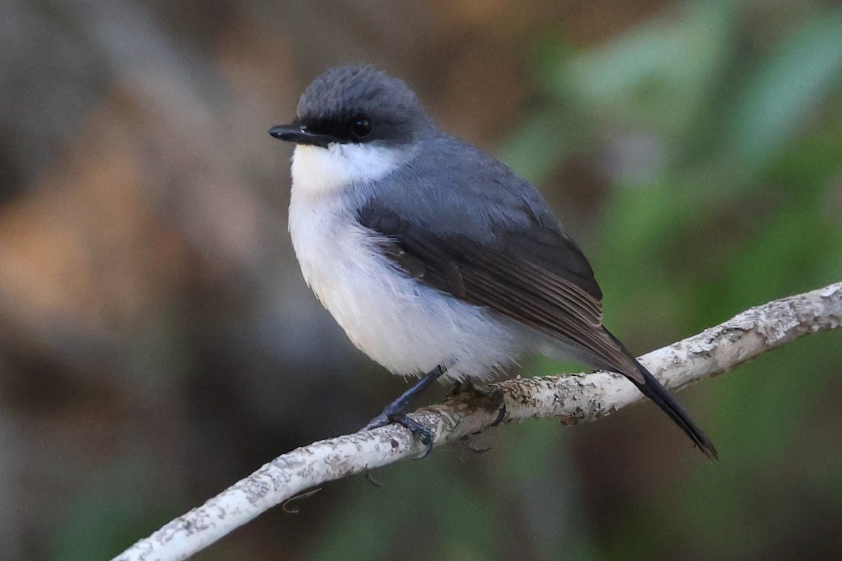 Mangrove Robin - ML628963978