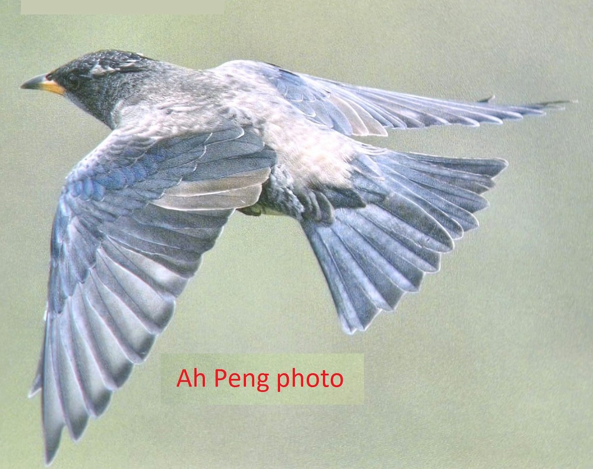 Rosy Starling - ML628964003