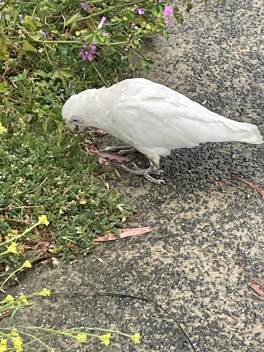 Little Corella - ML628964041