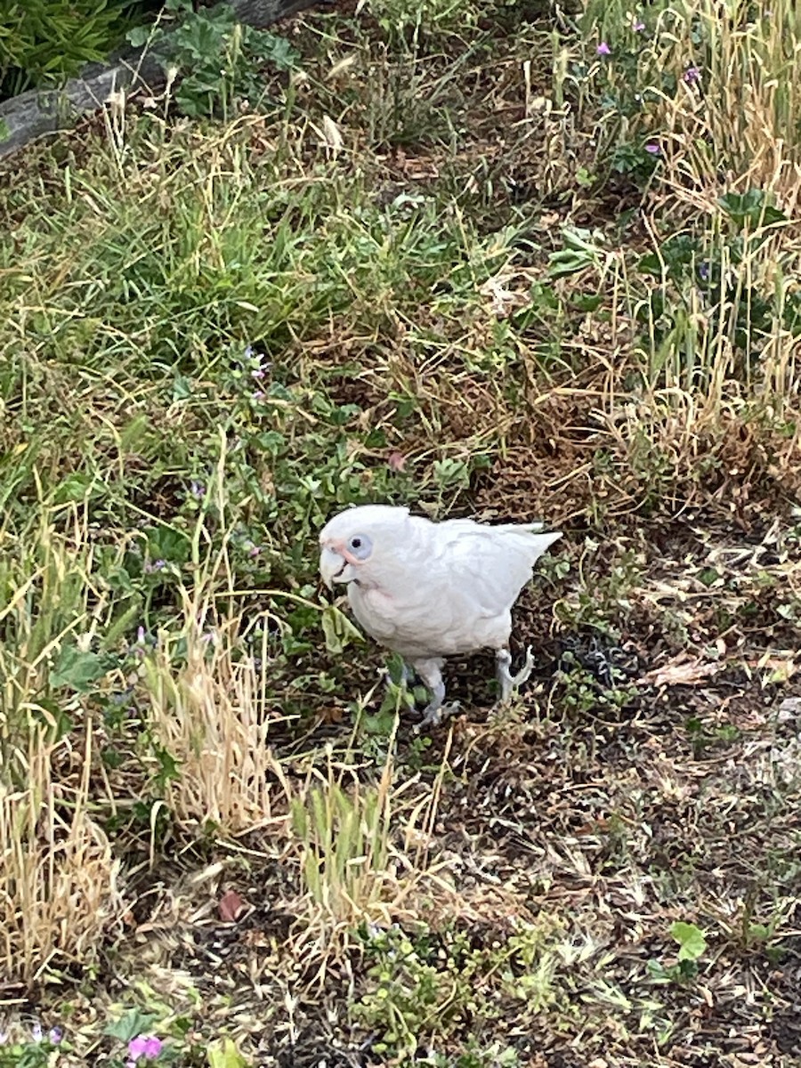 Little Corella - ML628964045