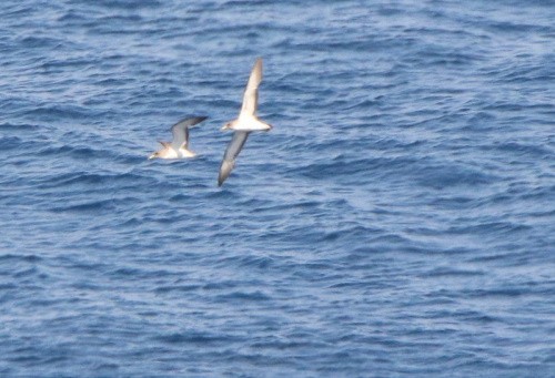 Scopoli's Shearwater - ML628964120