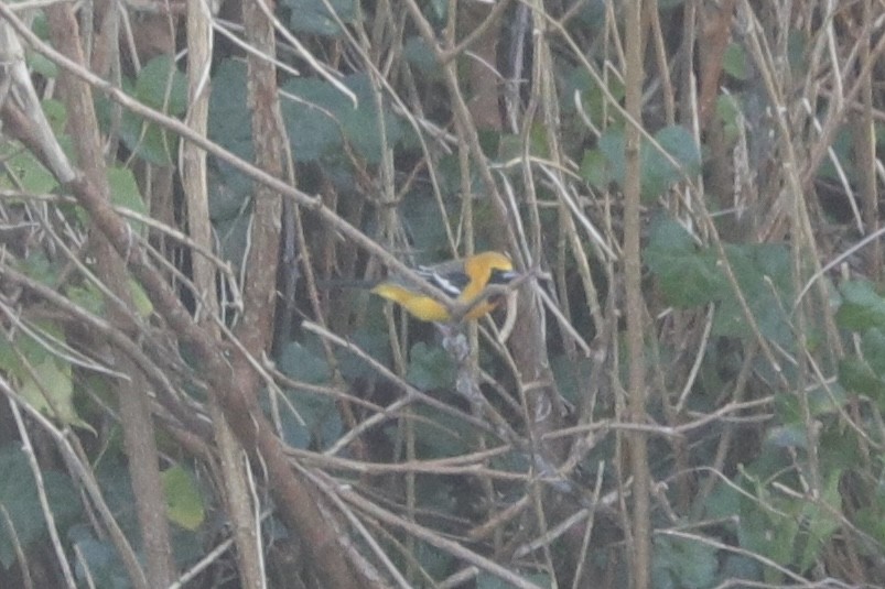 Hooded Oriole - ML628964173