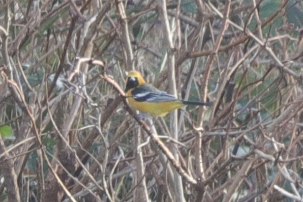 Hooded Oriole - ML628964174