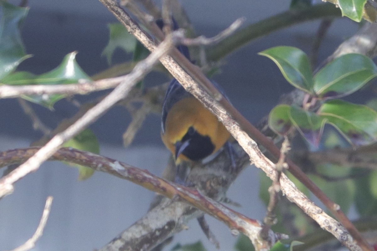 Hooded Oriole - ML628964175