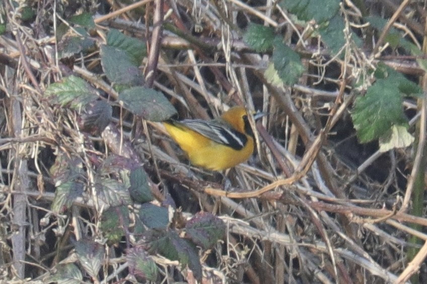 Hooded Oriole - ML628964176