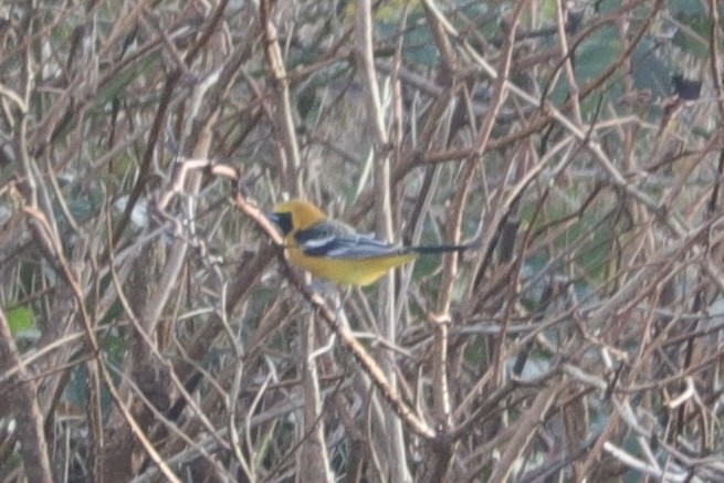 Hooded Oriole - ML628964177