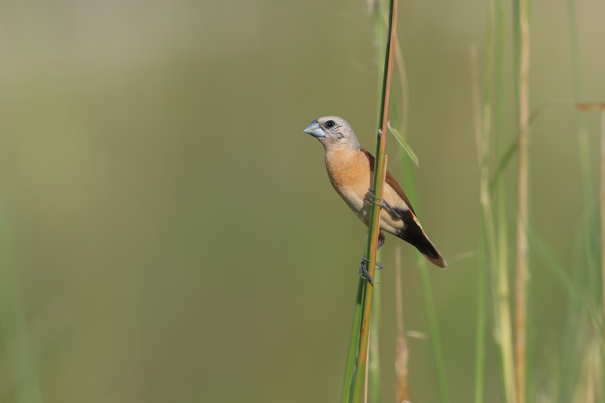 Yellow-rumped Munia - ML628964225
