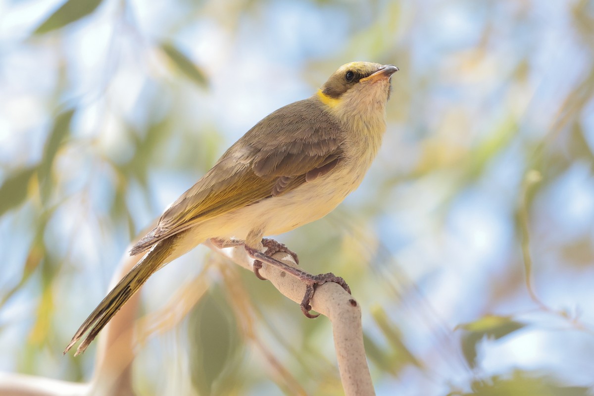 Gray-fronted Honeyeater - ML628964311