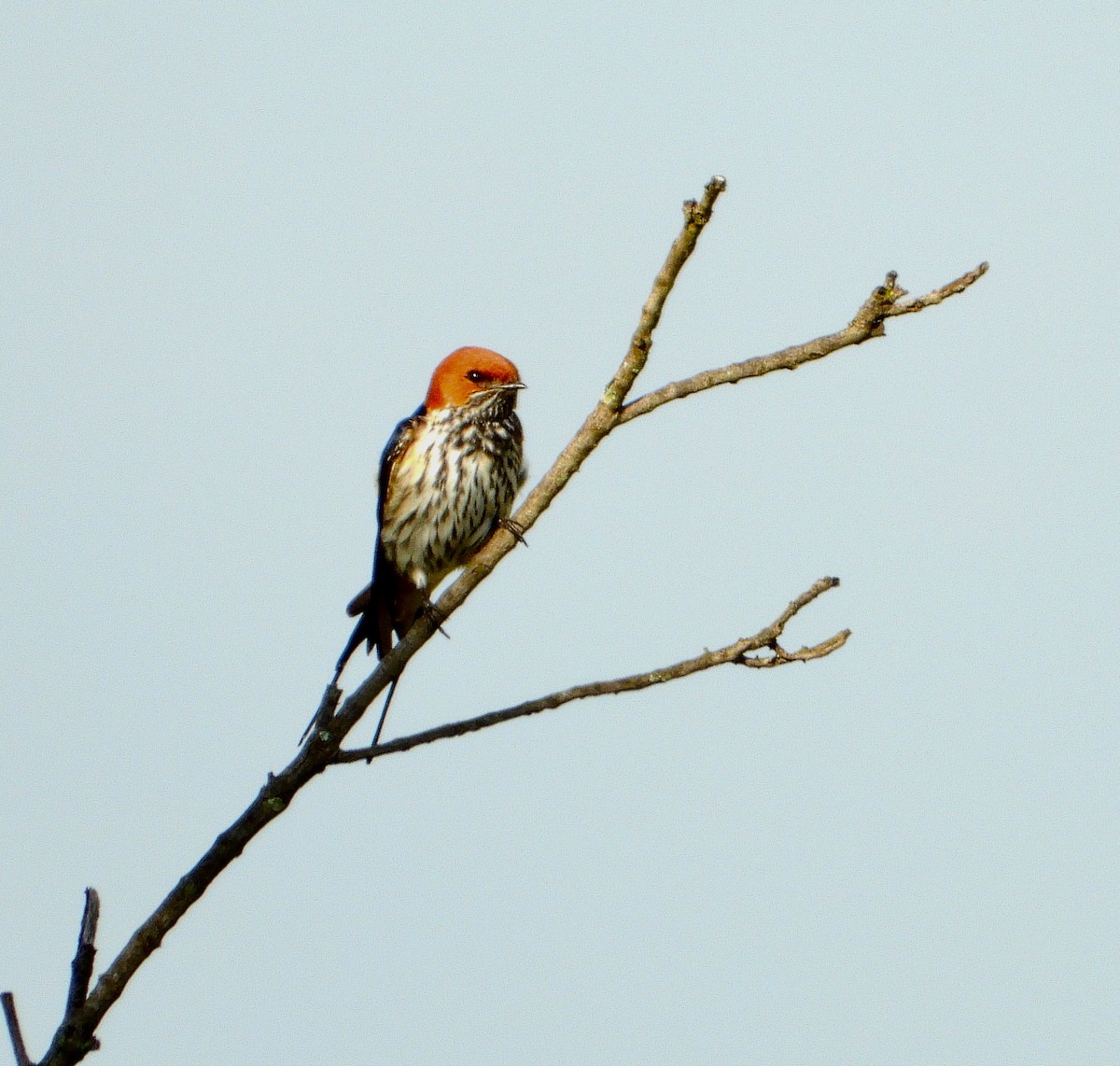 Lesser Striped Swallow - ML628964324