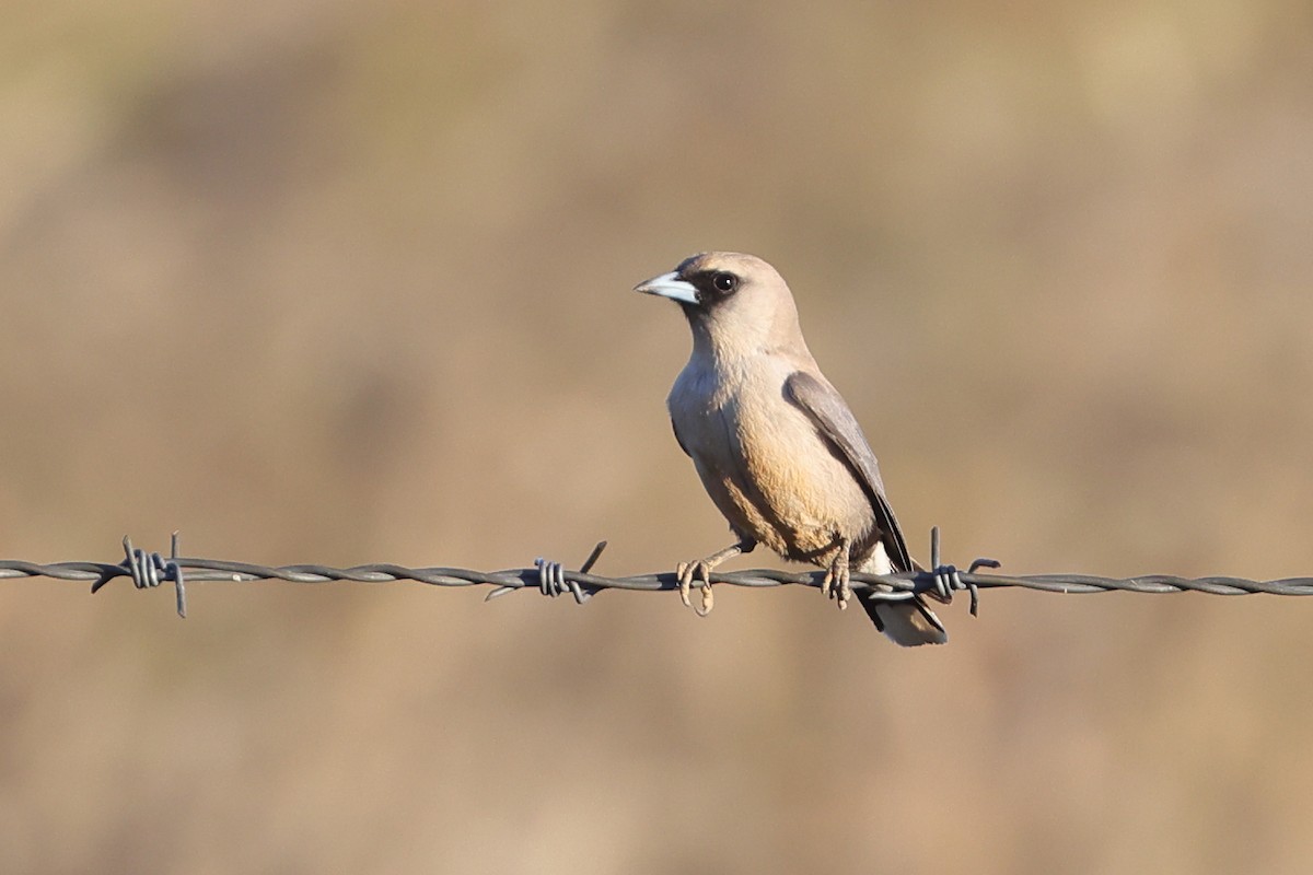 Black-faced Woodswallow - ML628964334