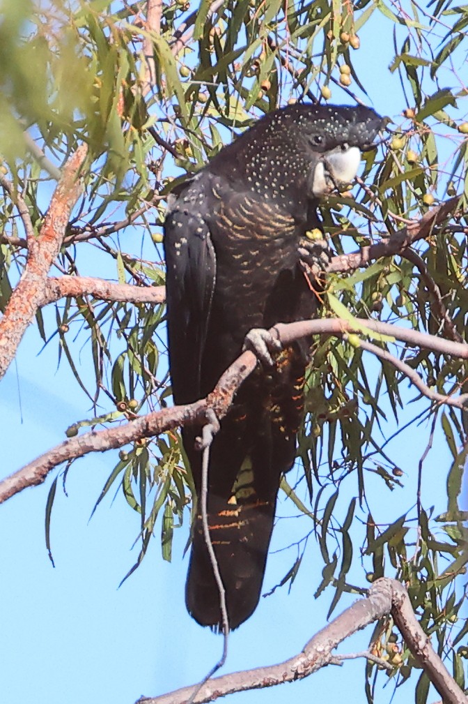 Red-tailed Black-Cockatoo - ML628964351
