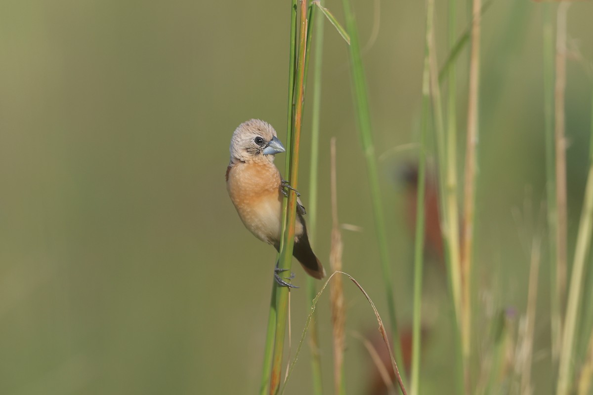 Yellow-rumped Munia - ML628964358