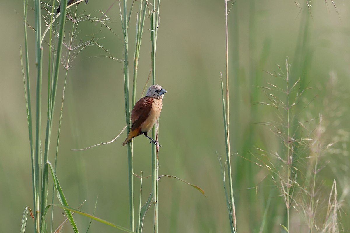 Yellow-rumped Munia - ML628964359