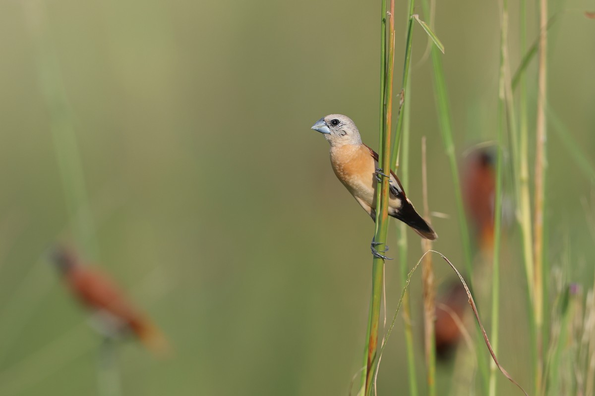 Yellow-rumped Munia - ML628964360