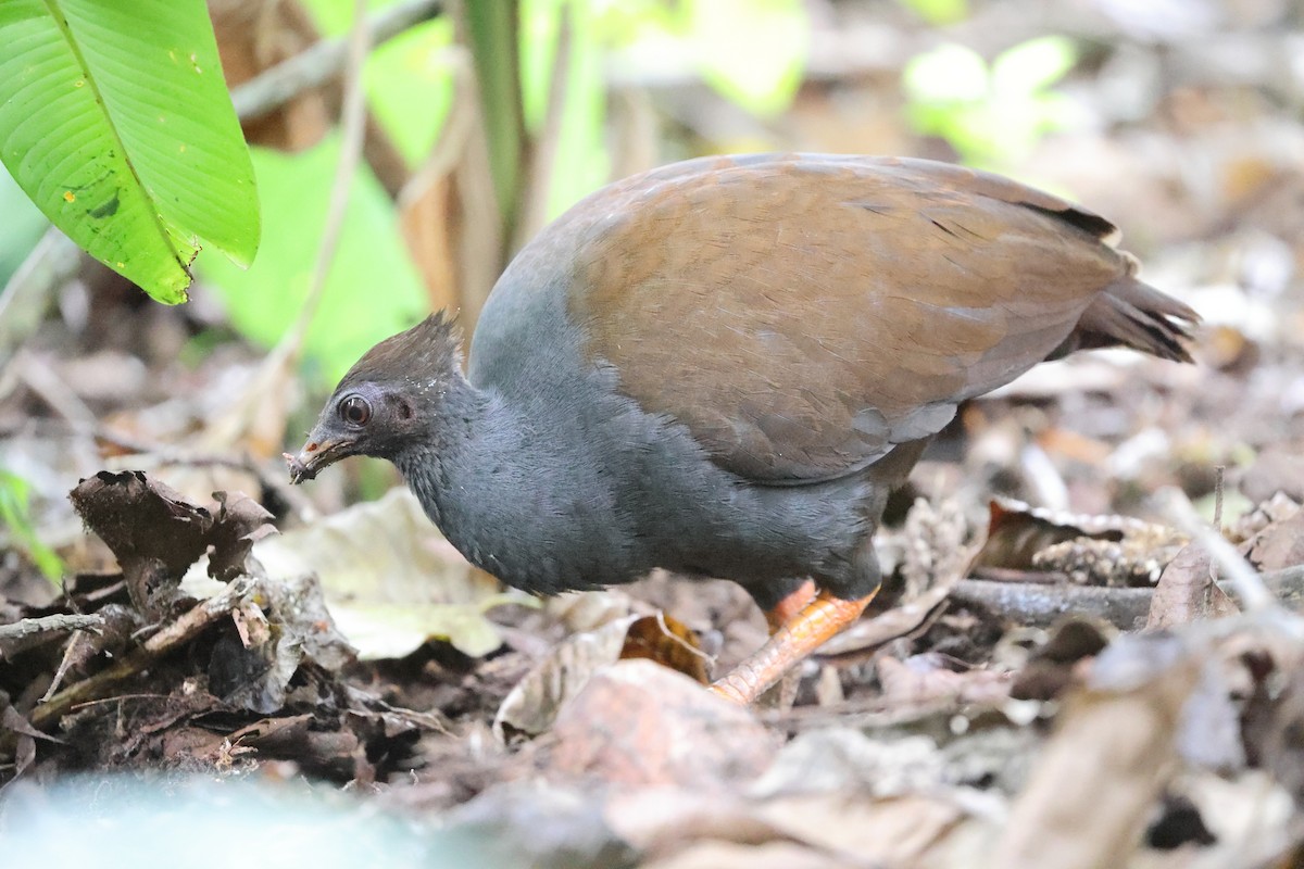 Orange-footed Megapode - ML628964412