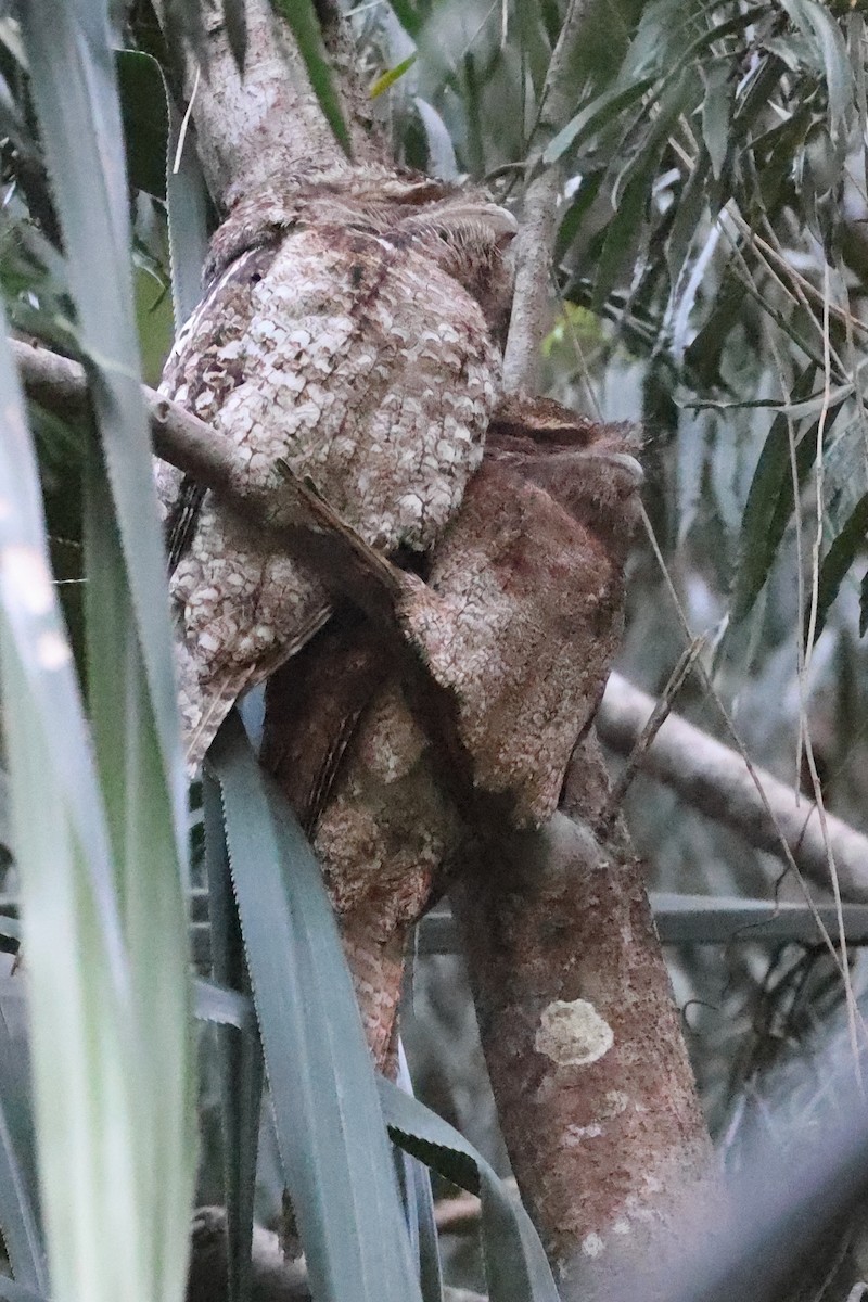 Papuan Frogmouth - ML628964432