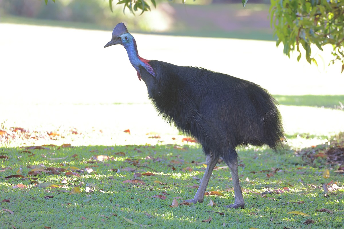 Southern Cassowary - ML628964514