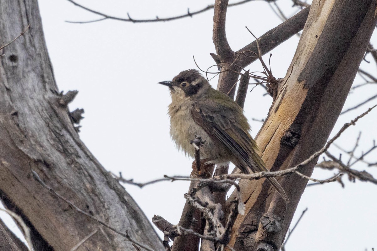 Brown-headed Honeyeater - ML628964566
