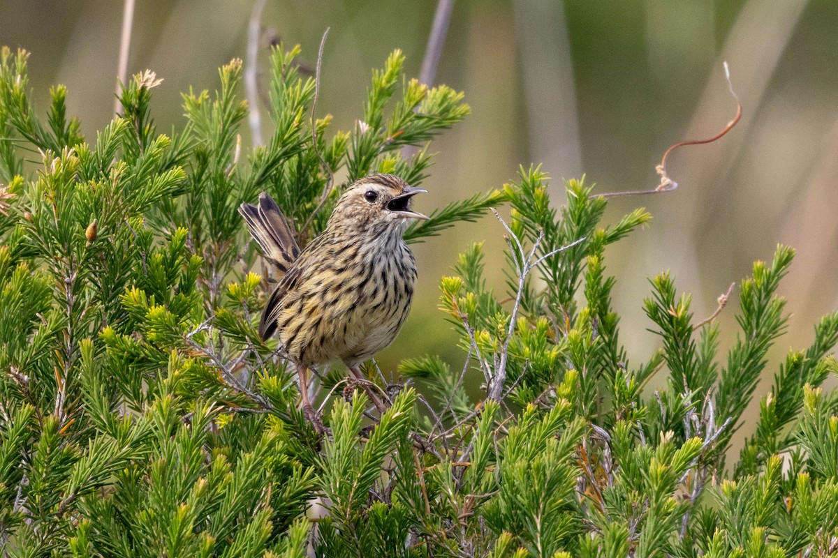 Striated Fieldwren - ML628964569
