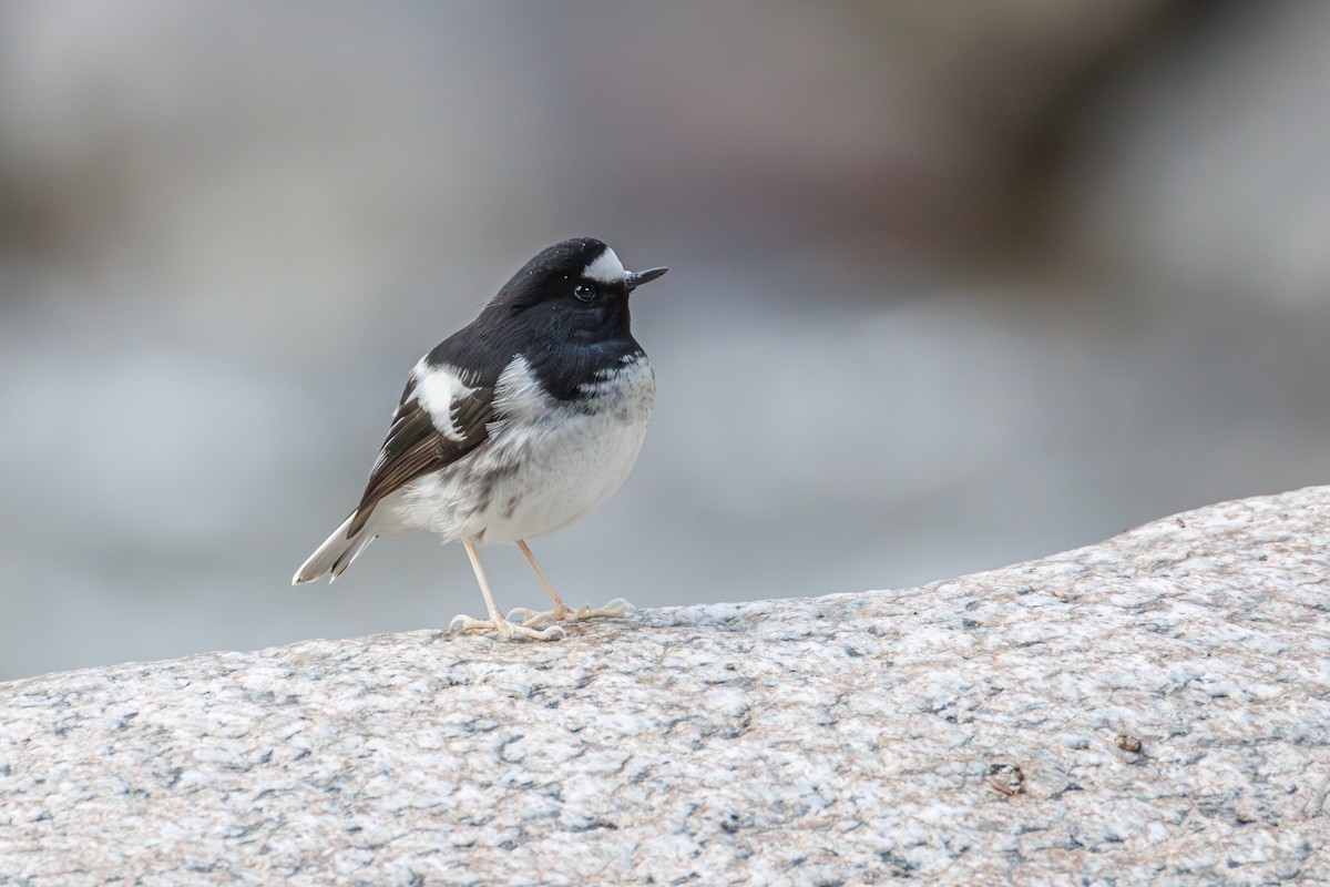 Little Forktail - ML628964571