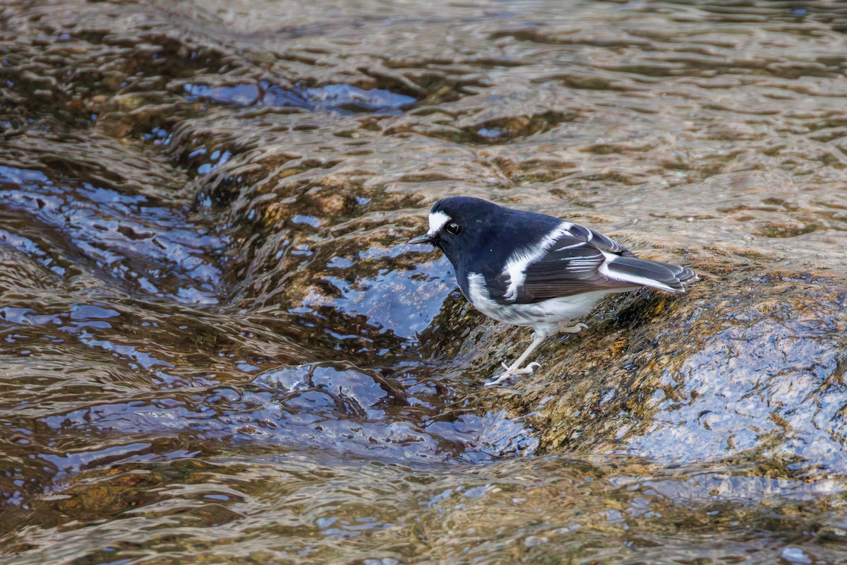 Little Forktail - ML628964572