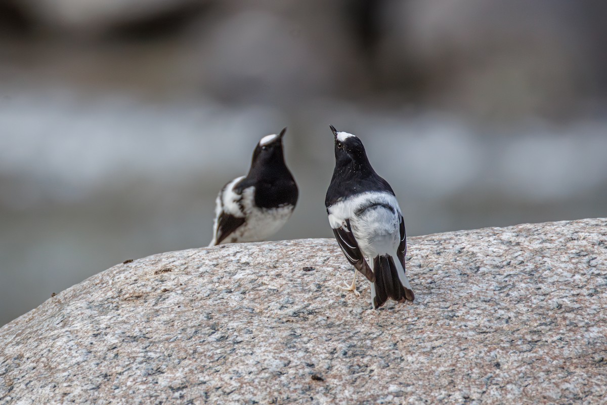 Little Forktail - ML628964573