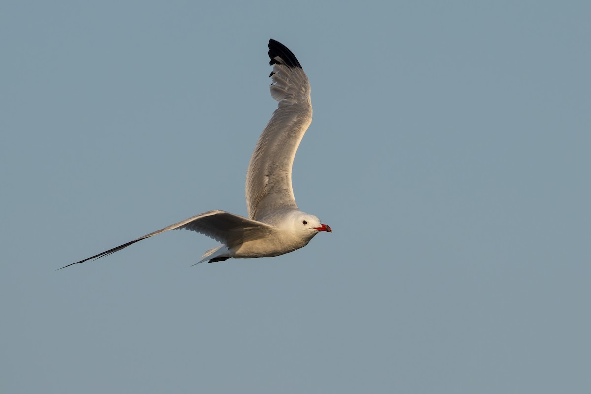 Audouin's Gull - ML628964685