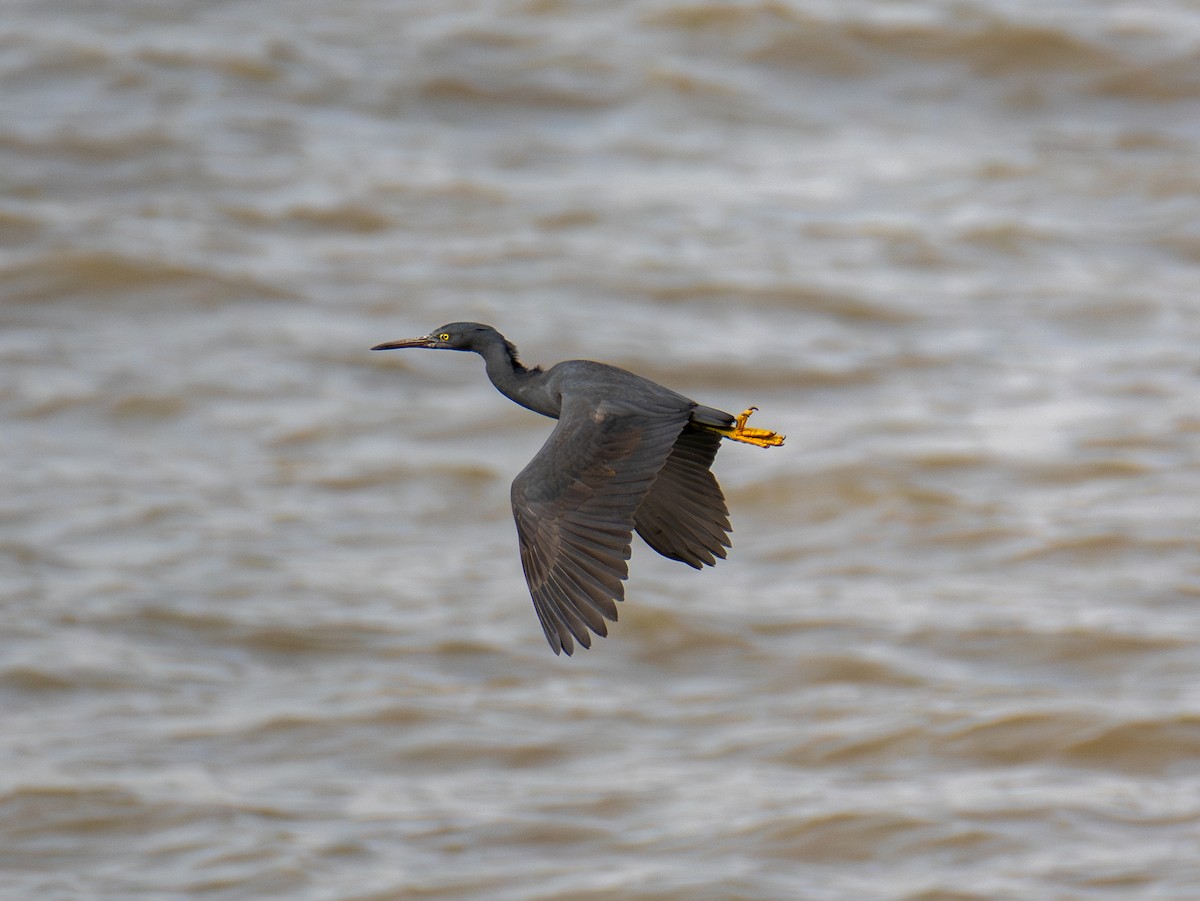 Pacific Reef-Heron - ML628964973