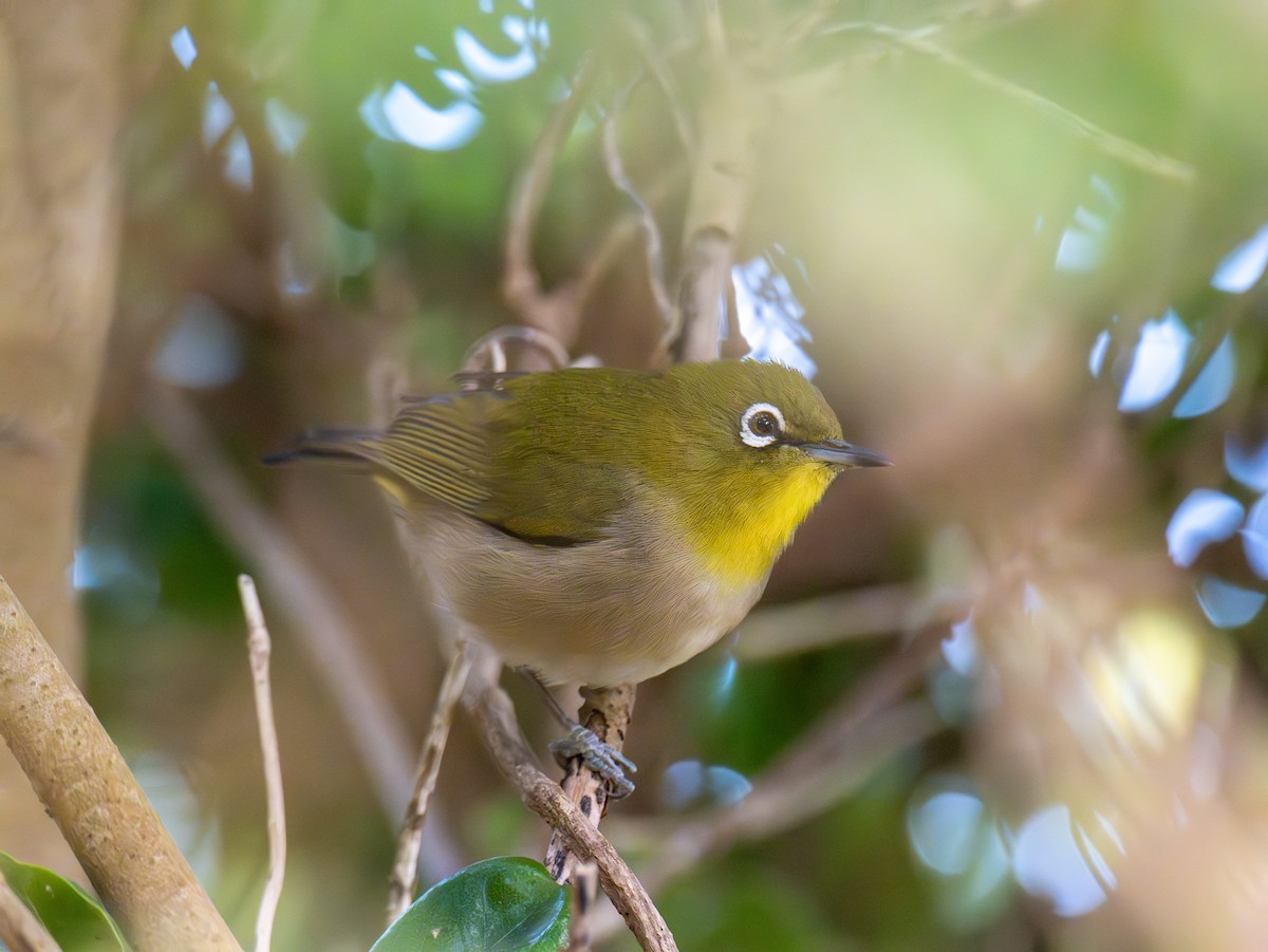 Warbling White-eye - ML628965006
