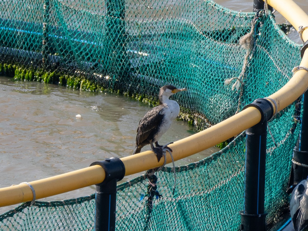 Japanese Cormorant - ML628965014