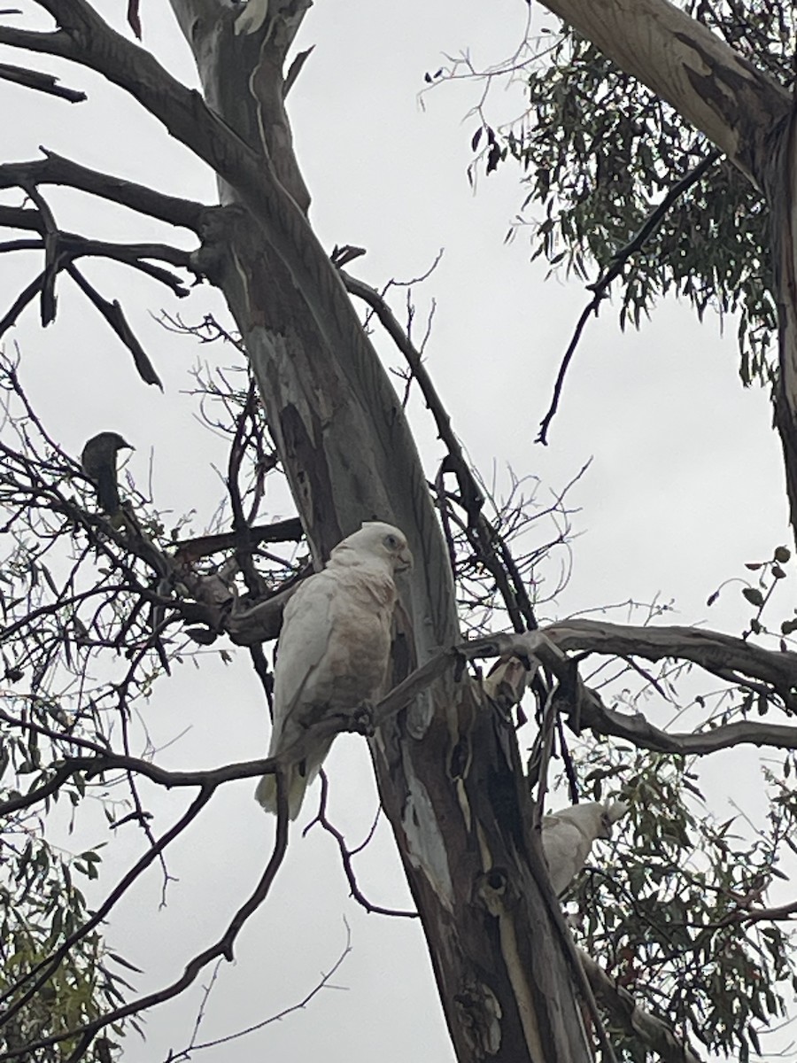 Little Corella - ML628965017