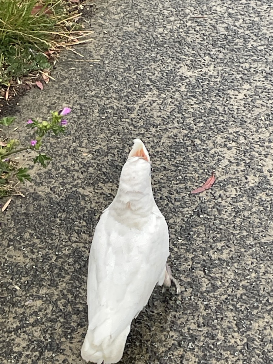 Little Corella - ML628965018