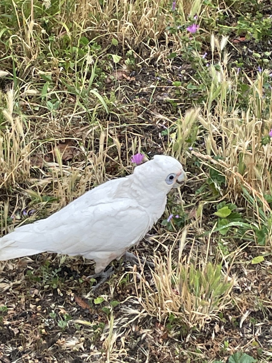 Little Corella - ML628965019