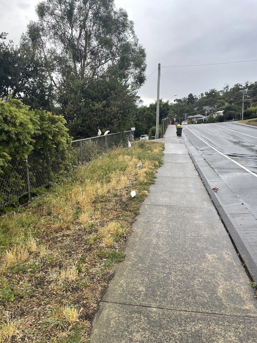 Little Corella - ML628965020