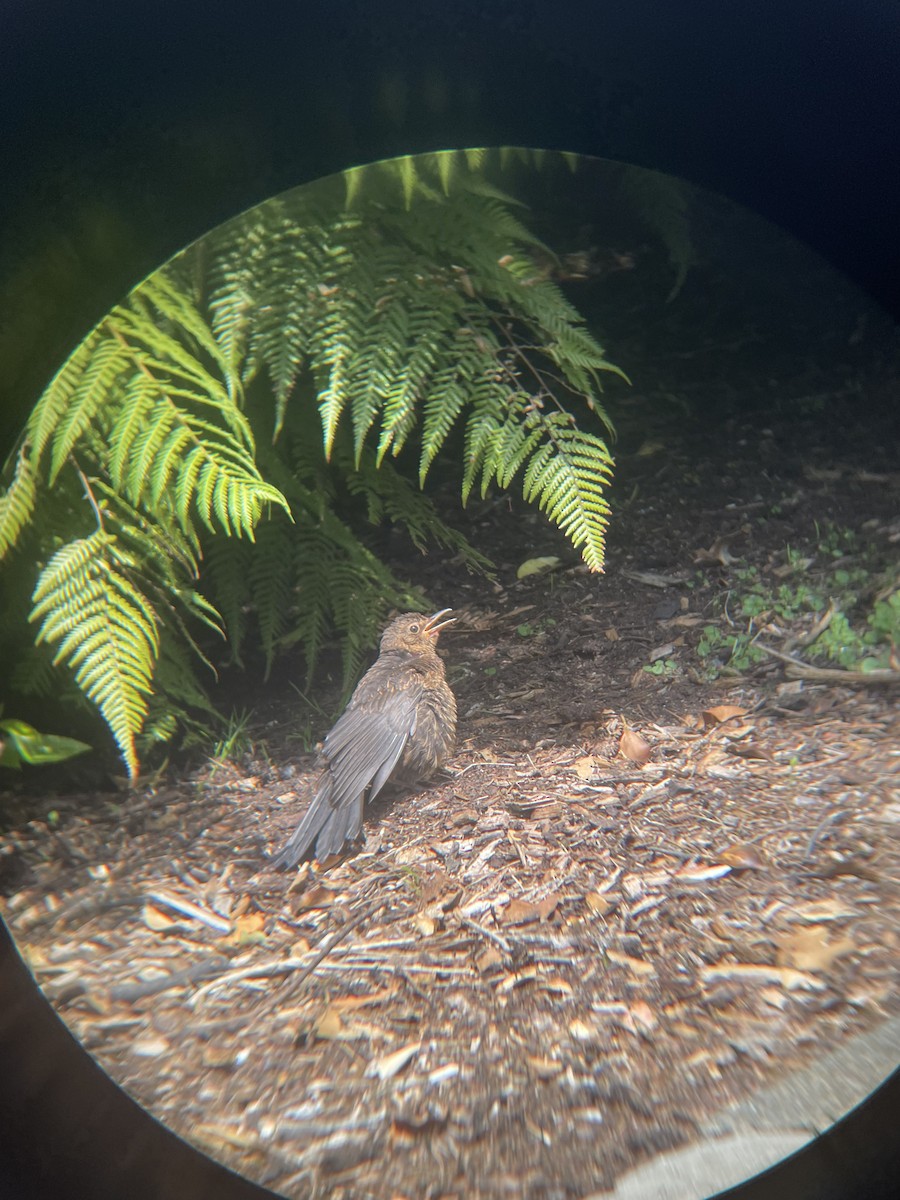 Eurasian Blackbird - ML628965084