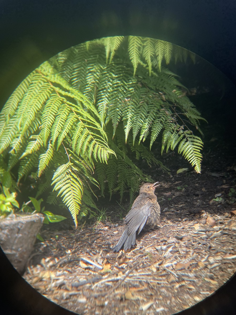 Eurasian Blackbird - ML628965085