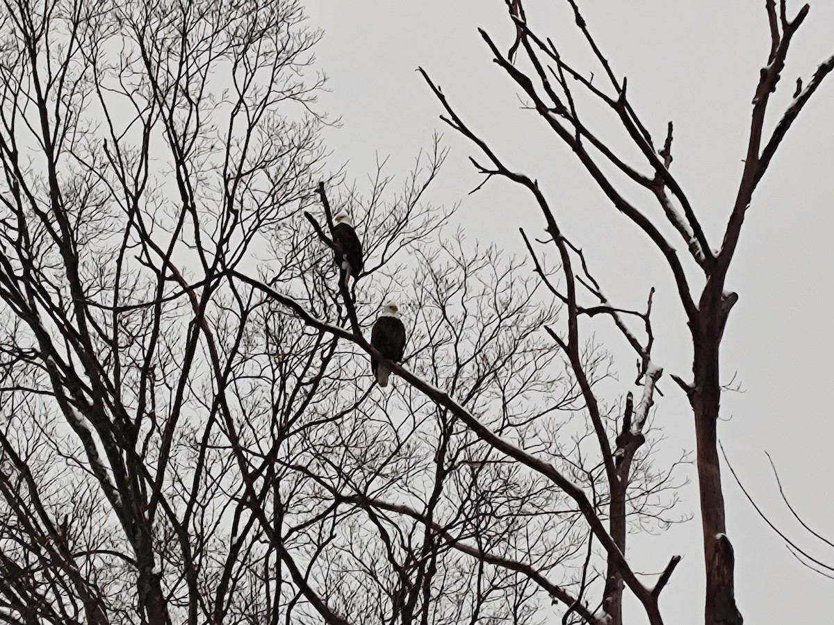 Bald Eagle - ML628965369