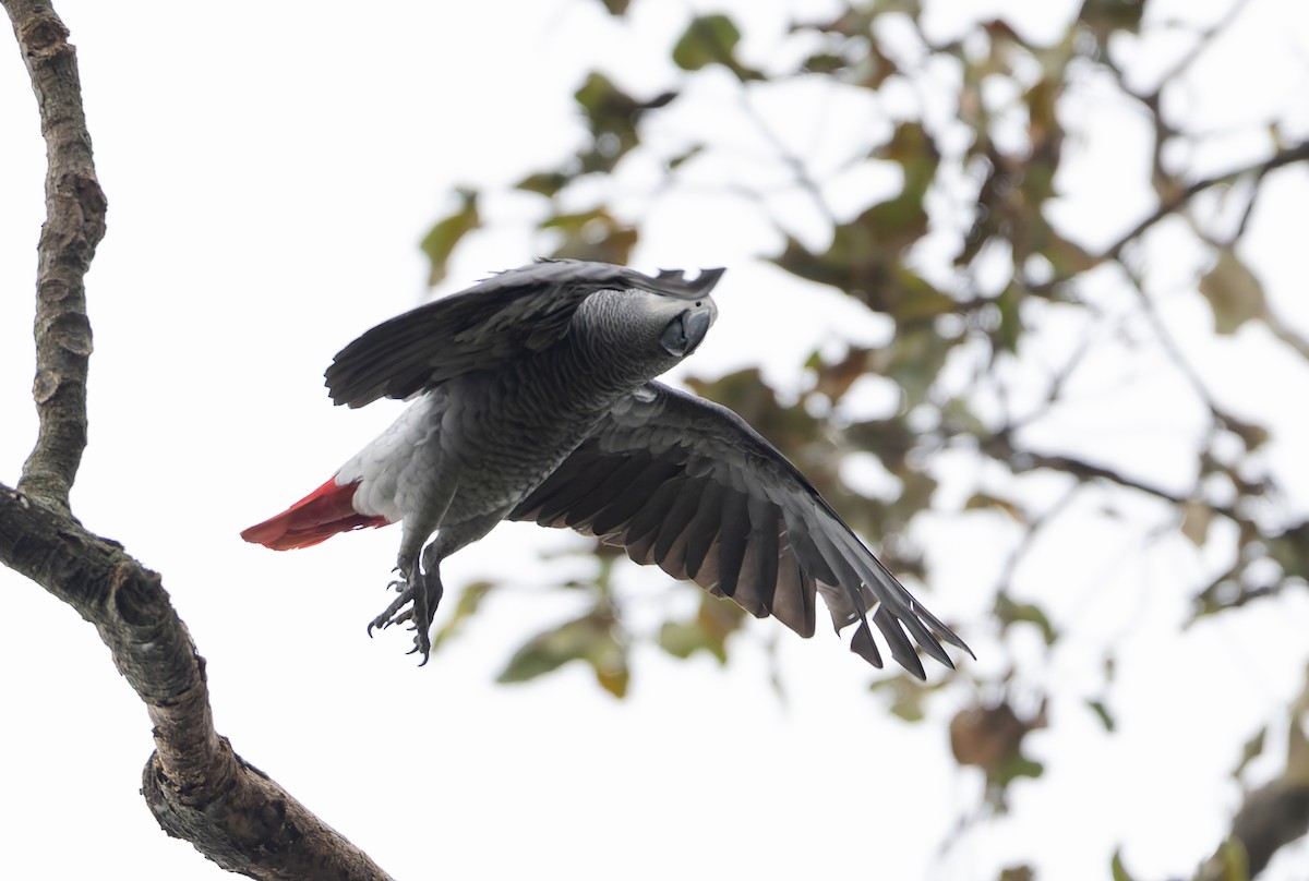 papoušek žako (ssp. erithacus) - ML628965418