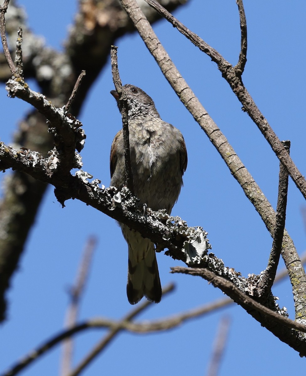 Scaly-throated Honeyguide - ML628965435