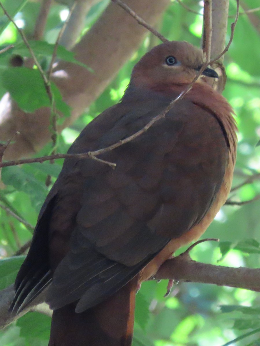 Brown Cuckoo-Dove - ML628965519