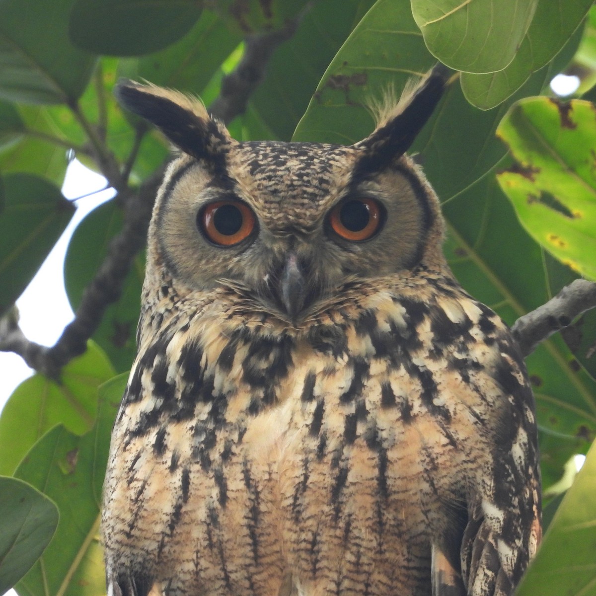 Rock Eagle-Owl - ML628965630