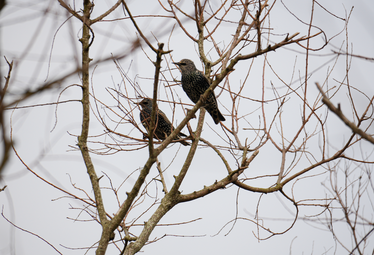 歐洲椋鳥 - ML628965655