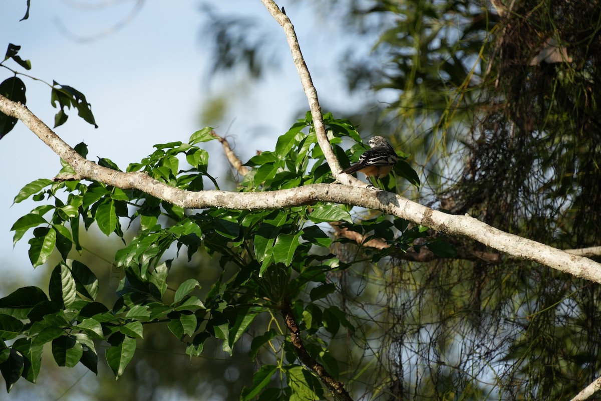 Varied Triller - ML628965713