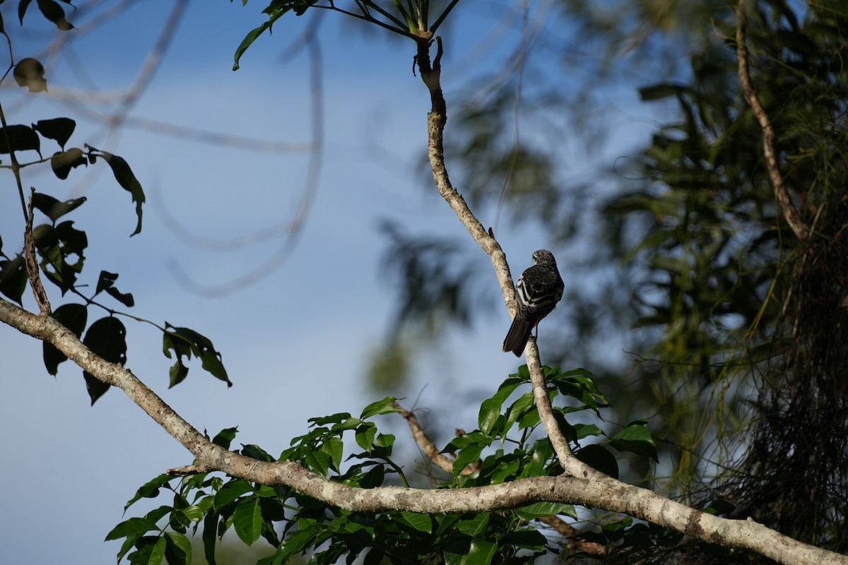 Varied Triller - ML628965714