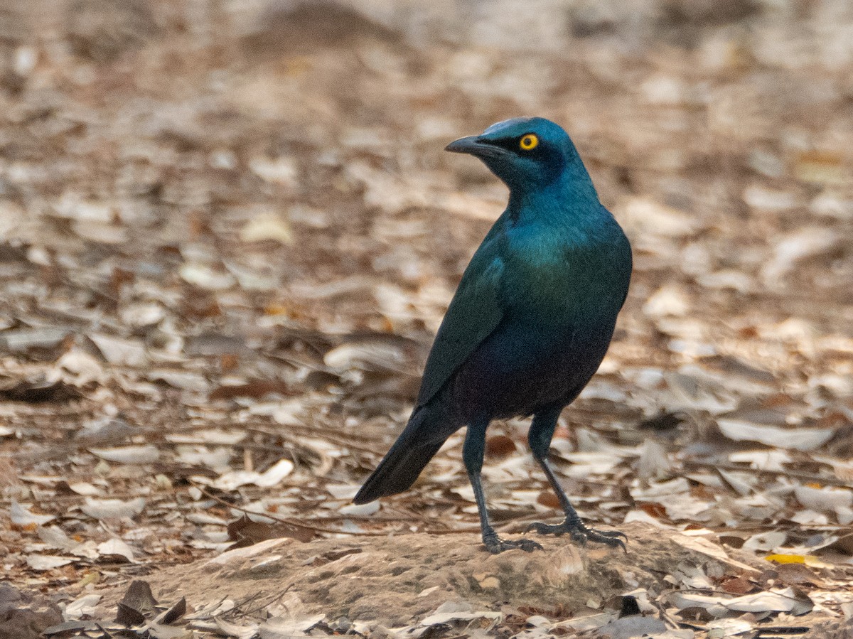 Greater Blue-eared Starling - ML628965715