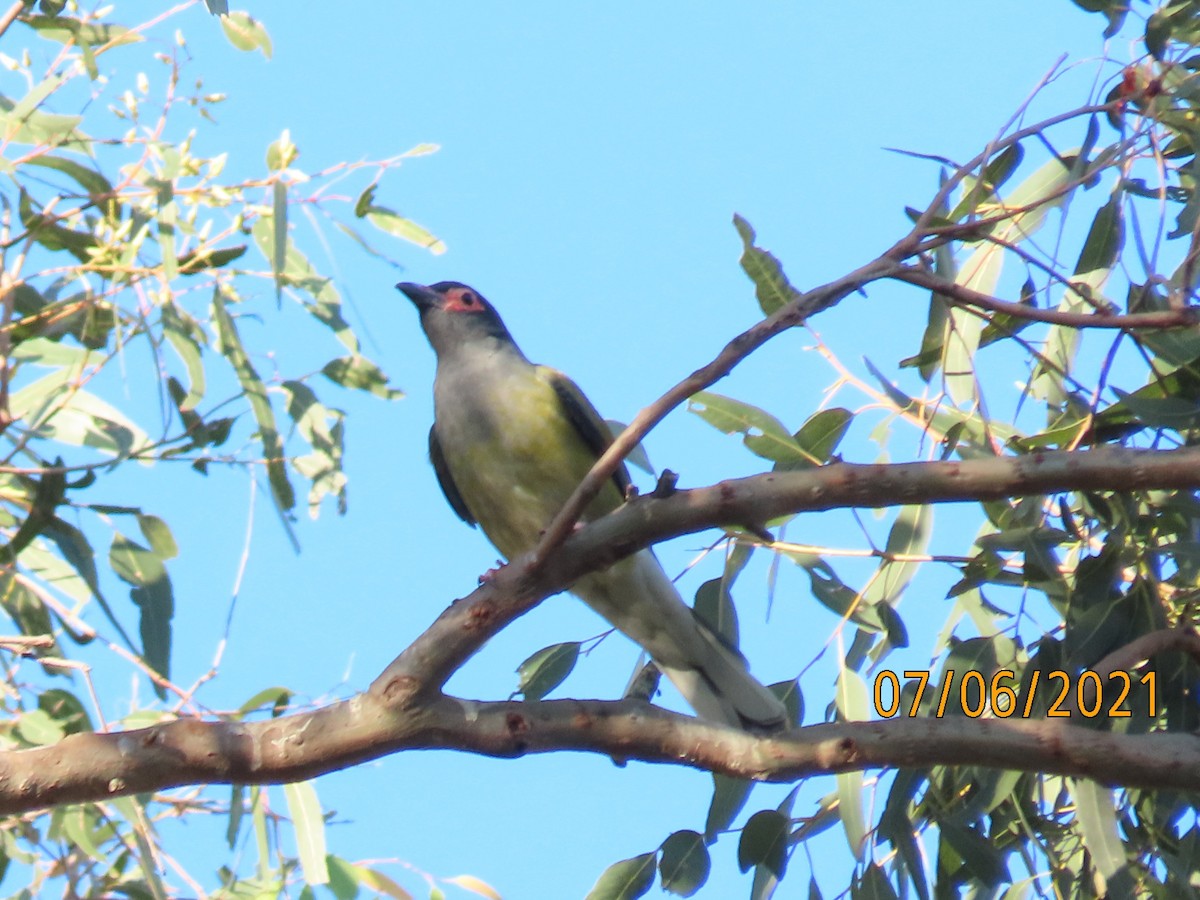 Australasian Figbird - ML628965719